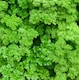 image 1 of Carbeth Plants 3 x Parsley Moss Curled Herb Plants in 9cm Pots - Edible Plants for Cooking