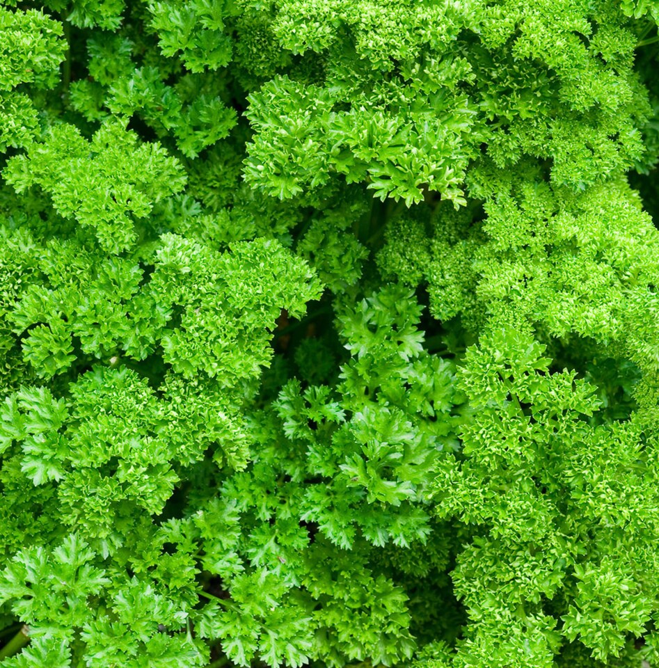 image 1 of Carbeth Plants 3 x Parsley Moss Curled Herb Plants in 9cm Pots - Edible Plants for Cooking