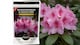 image 3 of Rhododendron and Azalea Fertilizer Feed 120g Controlled Release Ericaceous Plant Food Slow Release Granules