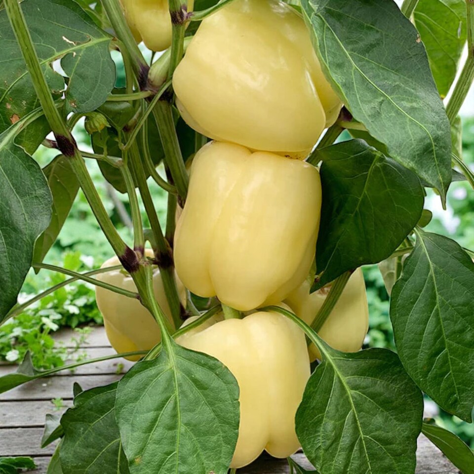 image 1 of Carbeth Plants 3 x Bell Pepper Golden Star Vegetable Plant - 9cm Pot - Easy Grow Kitchen Garden