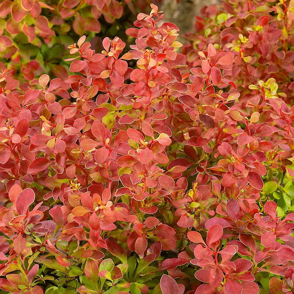 image 1 of Marshalls Garden Berberis 'Orange Rocket' 3 x 9cm