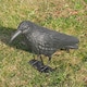image 4 of KCT Crow Decoy Full Bodied Realistic Hunting Prop and Bird Scarer