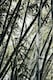 image 3 of Extra Large Black Bamboo Phyllostachys Nigra 5ft Tall in a 10/12 Litre Pot By Direct Plants