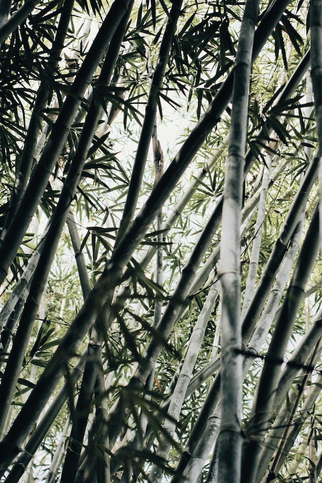 image 1 of Extra Large Black Bamboo Phyllostachys Nigra 5ft Tall in a 10/12 Litre Pot By Direct Plants