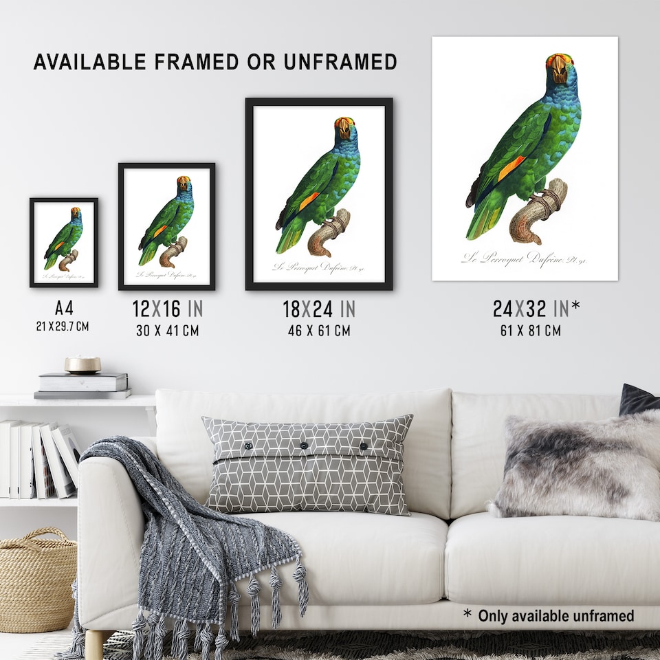 image 1 of The Blue Cheeked Amazon Parrot Levaillant Wall Art Poster Print 12X16"