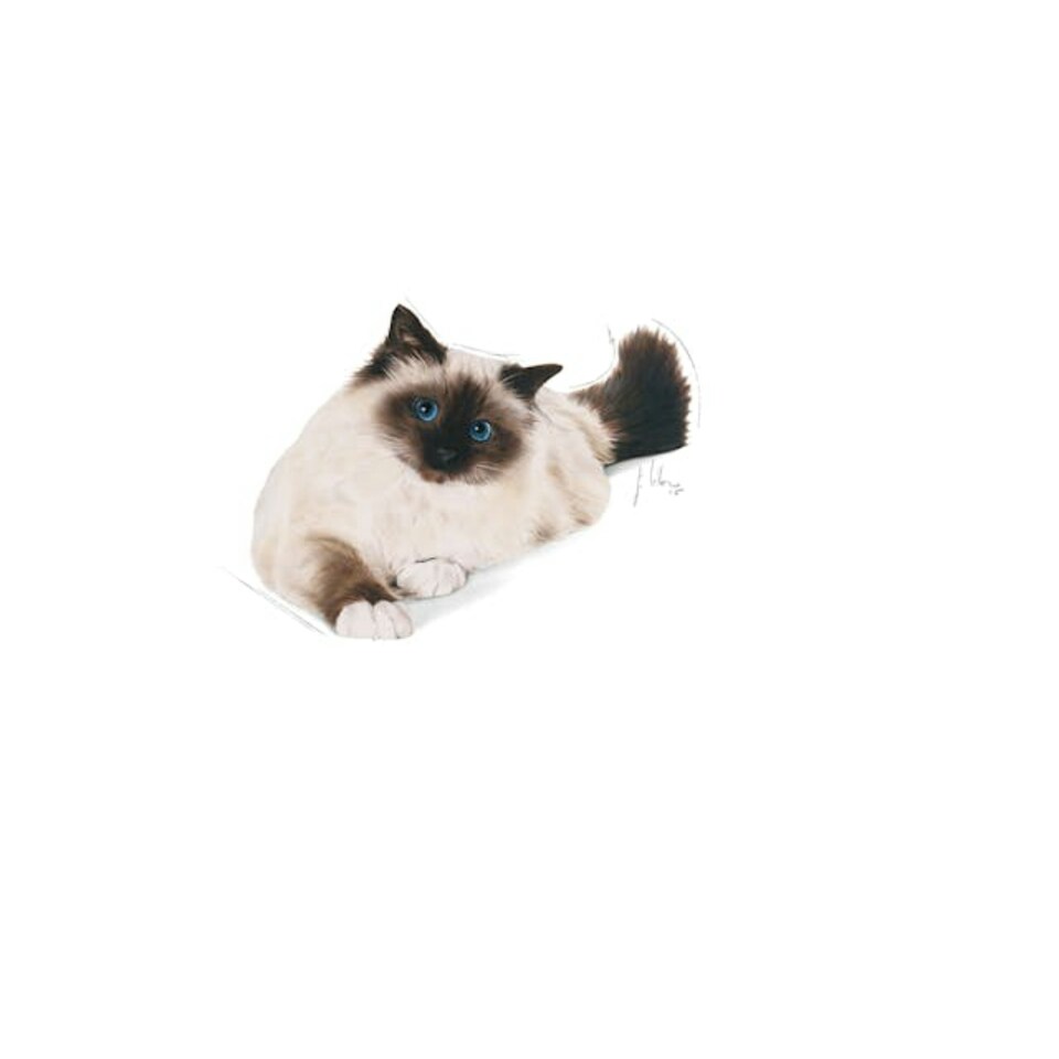 image 1 of Royal Canin Cat Food Hairball Care 34 Dry Mix 2 KG