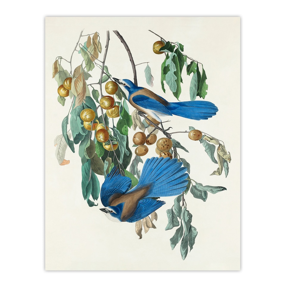 image 1 of John James Audubon Framed Wall Art Florida Jay and Persimmon Tree Home Décor