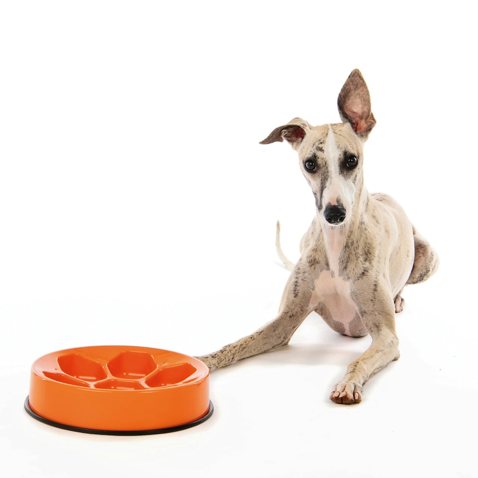 image 1 of M-PETS CAVITY - Slow feed bowl round Orange