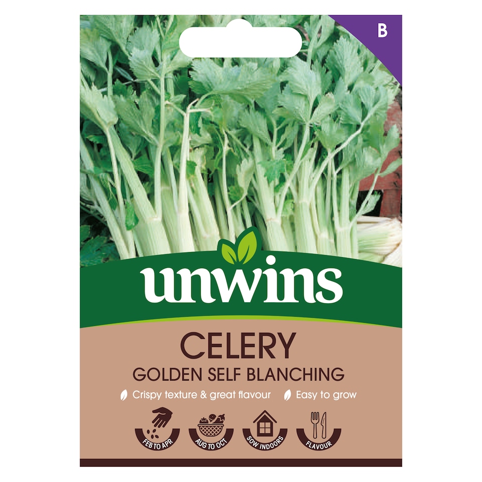 image 1 of Celery Golden Self Blanching | Multi | Green
