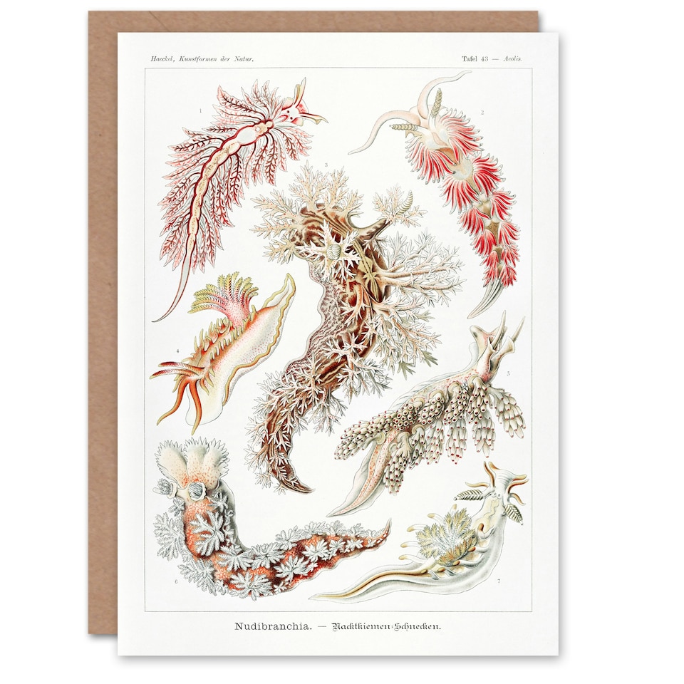 image 1 of Ernst Haeckel Art Card Nudibranch Sea Slug Molluscs