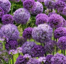 Plants, Seeds & Bulbs