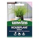 image 1 of Houseplant Zumula | Multi