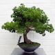 image 1 of 50cm Luxury Artificial  Pine Bonsai Tree | Green | One Size