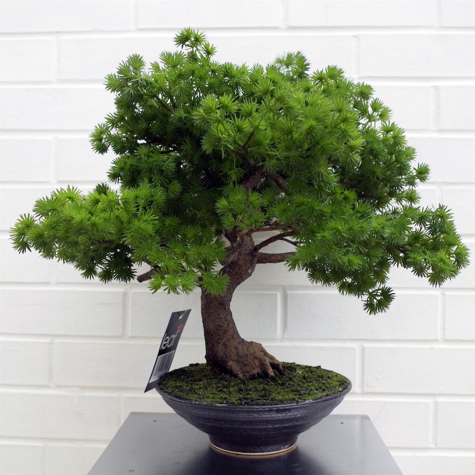 image 1 of 50cm Luxury Artificial  Pine Bonsai Tree | Green | One Size