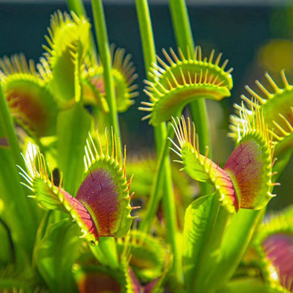 image 1 of Venus Fly Trap Plant 'Dionaea muscipula' Jumbo Plant in 12cm Pot - Easy to Care Exotic Plants for Home & Office - Carnivorous Indoor plant