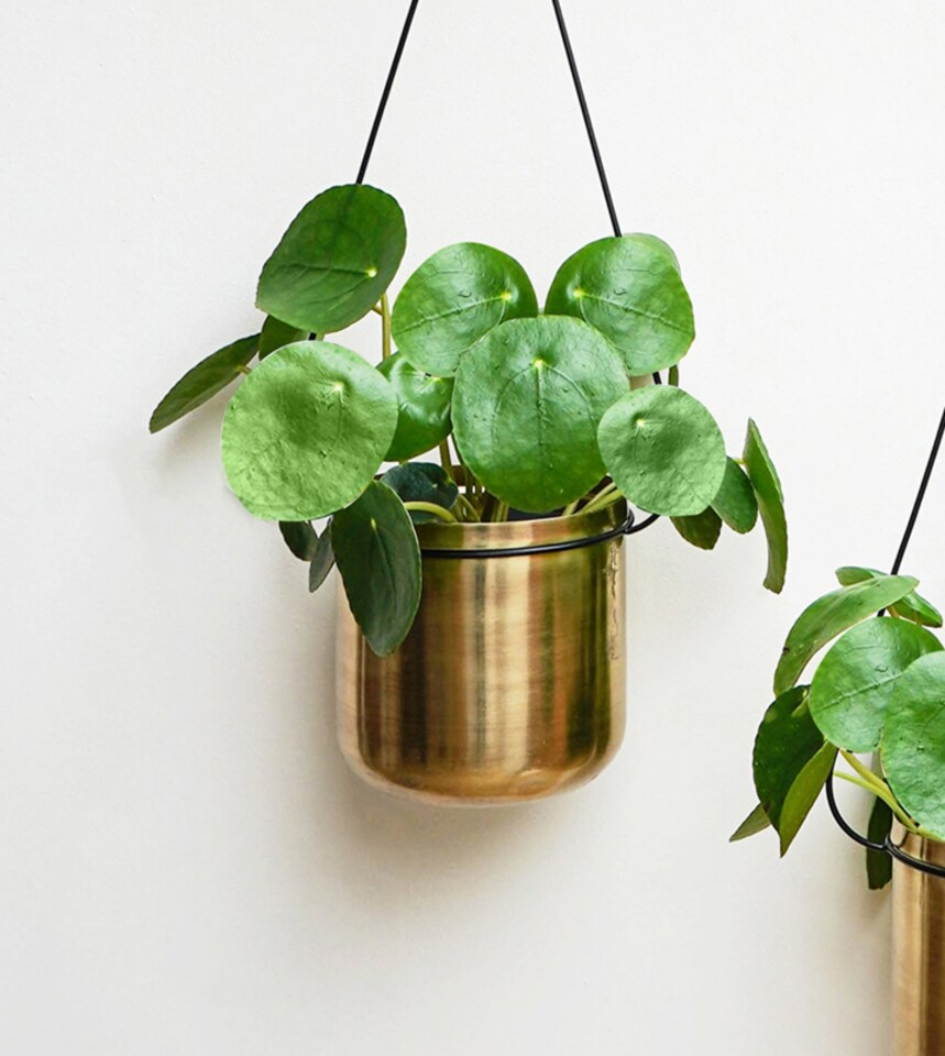 image 1 of Linear Hanging Planters - Metal - L20 x W81 x H90 cm - Black/Gold | Black