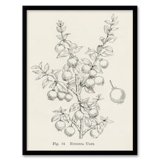 John Wright Framed Wall Art Print Fruit Growers Guide Chilean Guava Home Décor