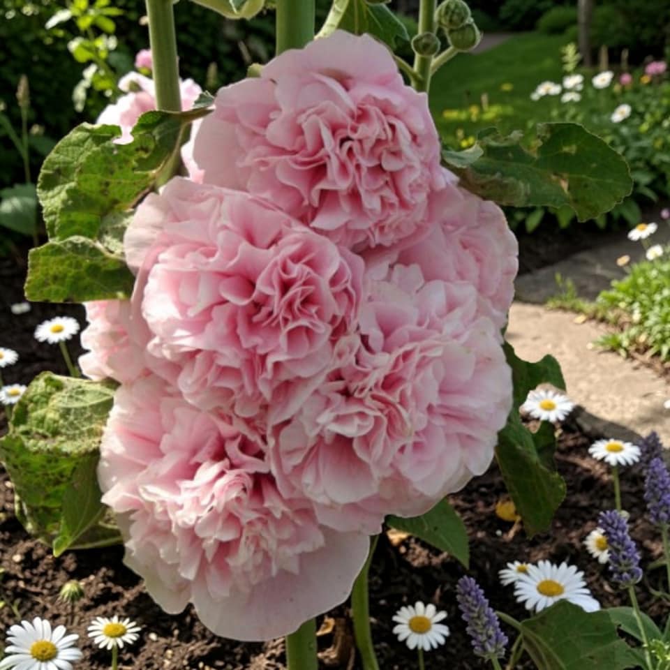 image 1 of Carbeth Plants 2 x Alcea Apple Blossom in 1L Pot - Hardy Hollyhock Cottage Garden Perennial Plant | Multi