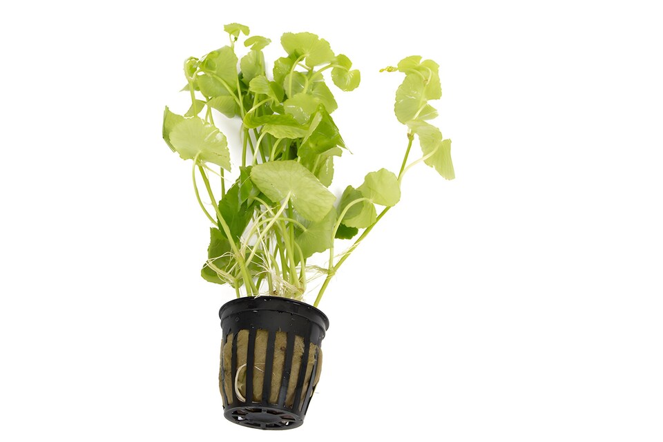 image 1 of Brazilian Pennywort (Hydrocotyle leucocephala) - Live Aquarium Plant for Midground Planting, No CO2 Needed - Fish Tank Plant