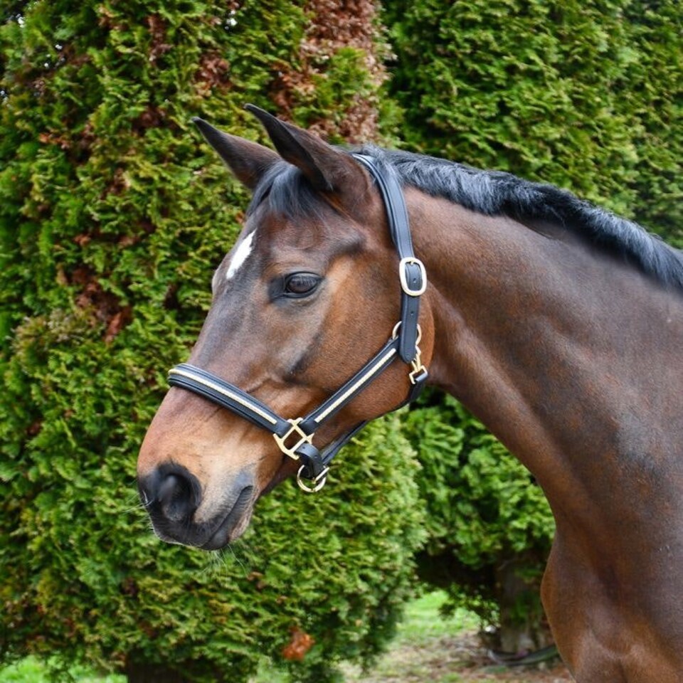 image 1 of Rhinegold Bellagio Leather Headcollar Brass Clincher Brown | Size: Cob
Colour: H.Brown