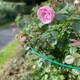 image 6 of Garden Plant Support Connecting Interlocking Metal Hoops (45cm x 60cm) - Pack of 2