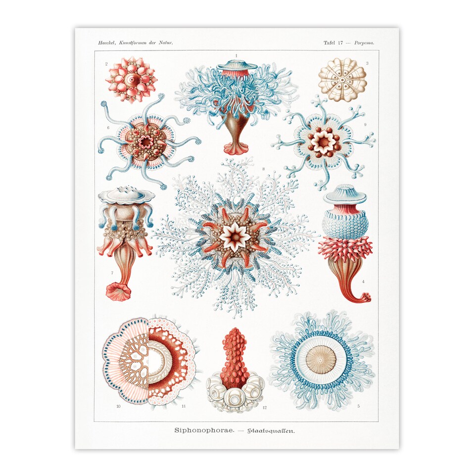 image 1 of Ernst Haeckel Framed Wall Art Siphonophorae Marine Life Illustration Home Décor
