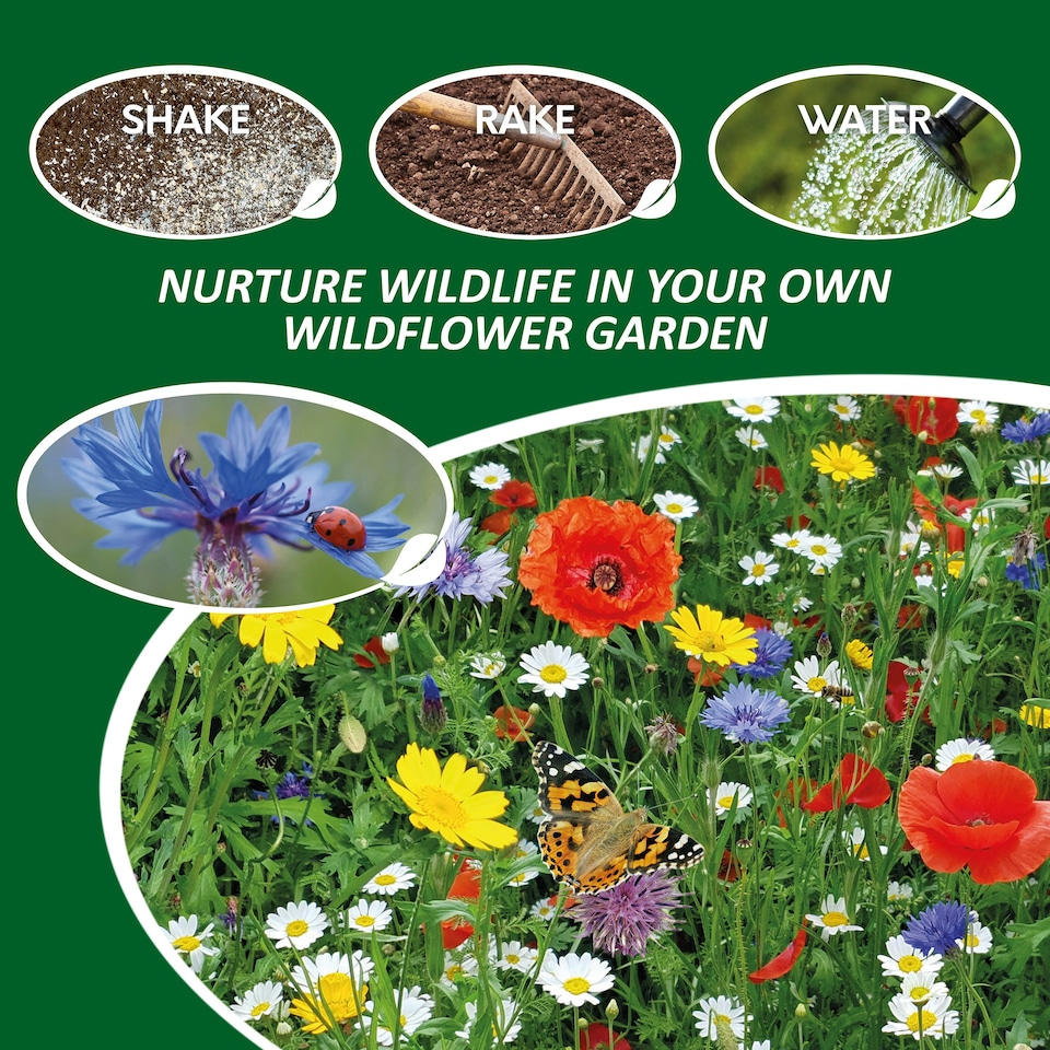 image 1 of Pronto Seed Pure Wildflower Seed Mix 100g, Covers 100m²
