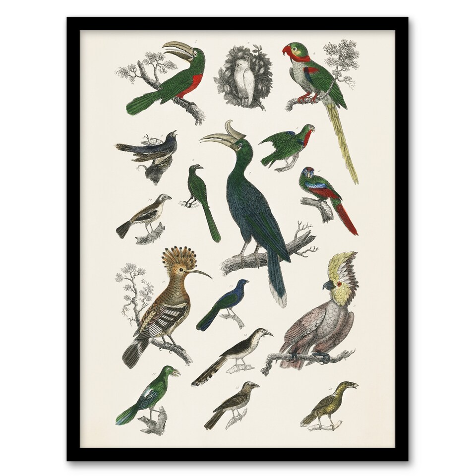 image 1 of Various Birds Illustration Goldsmith Vintage Framed Wall Art Print 12X16"
