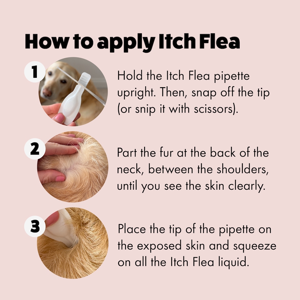 image 1 of Itch Flea Medium Dog Flea & Tick Spot On Treatment 2 Pipette (10-20kg) | Blue | 2 Pack