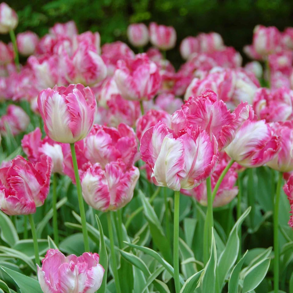 image 1 of Marshalls Garden Tulip 'Silver Parrot' - 8 x Bulbs (size 12+)