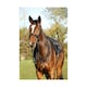 image 2 of Hy Rosciano Leather Horse Martingale - Black/Rose Gold - Full
