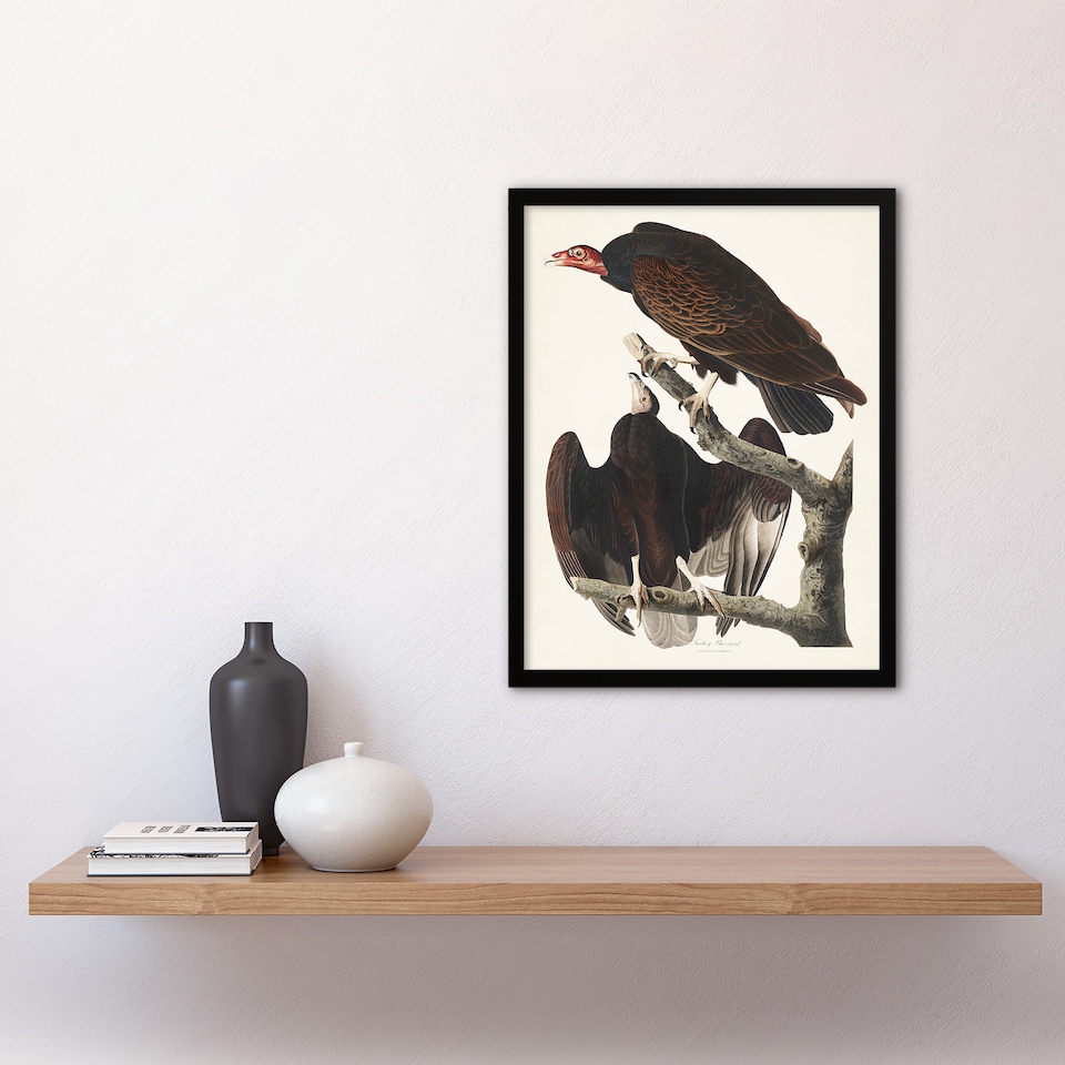 image 1 of John James Audubon Framed Wall Art Print Turkey Buzzard Vulture Home Décor