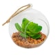 image 1 of Nicola Spring Hanging Glass Terrarium - 12cm - Clear