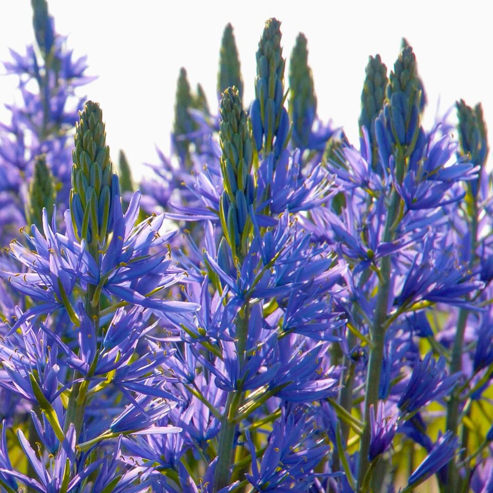 image 1 of Marshalls Garden Camassia leichtlinii 'Blue' Bulbs - 3 Pack