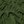 Dark Olive