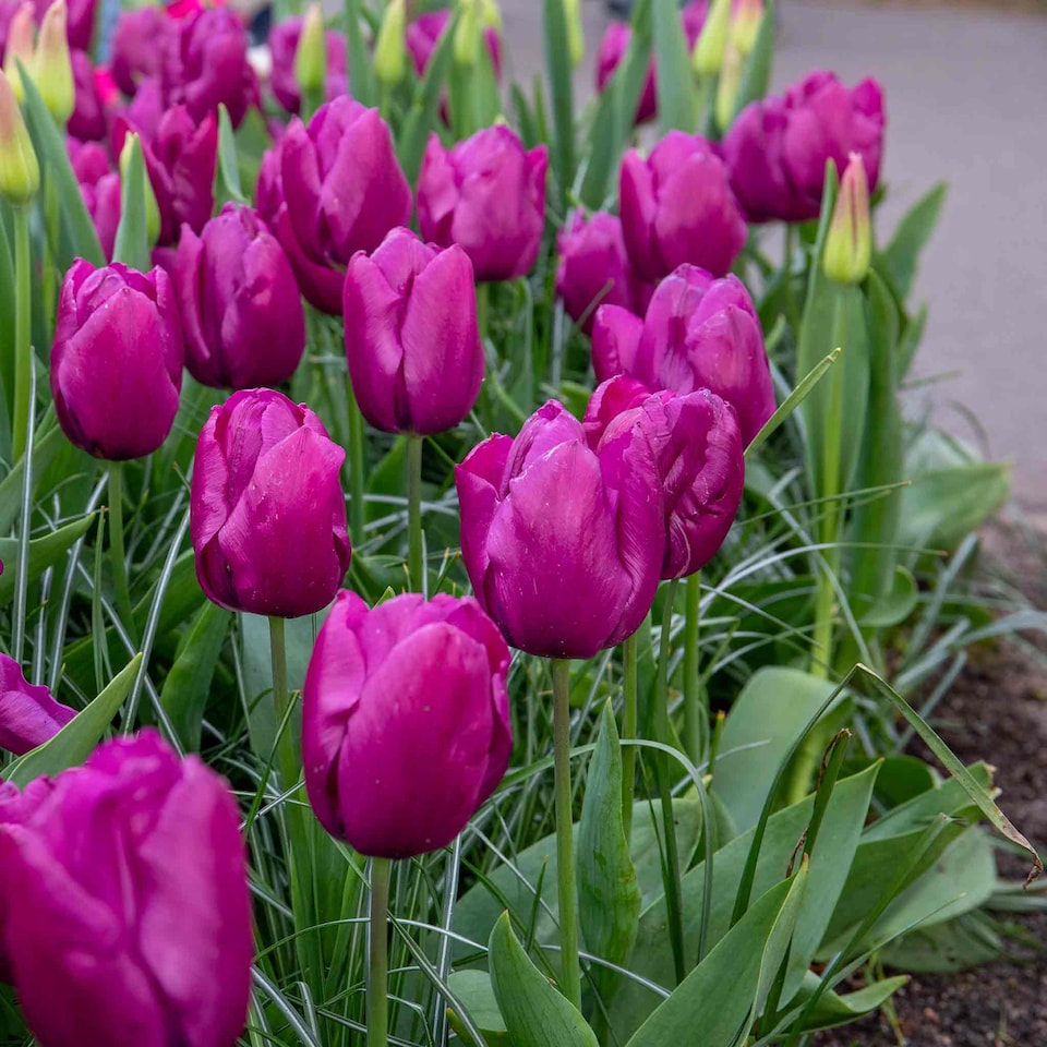 image 1 of Marshalls Garden Tulip Bulbs 'Purple Prince' – 10 Bulbs, Early-Flowering Purple Tulips