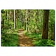 image 1 of Woodland Path Designer Rug | Multi