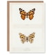 image 1 of Sherman Denton Art Card Painted Lady Butterfly Vintage Illustration