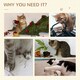 image 5 of PawHut Cat Tree for Indoor Cats, 135cm Scratching Post Climbing Tower, Beige
