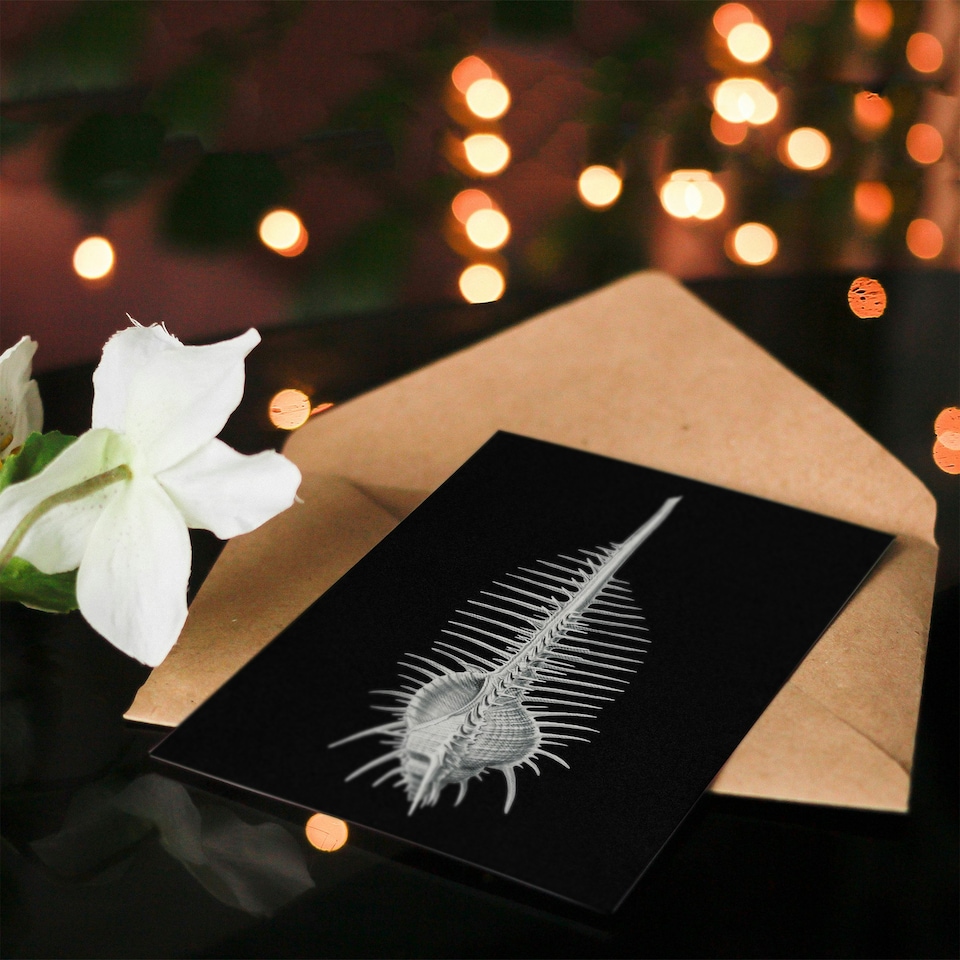 image 1 of Ernst Haeckel Art Card Murex Seashell Sketch on Black