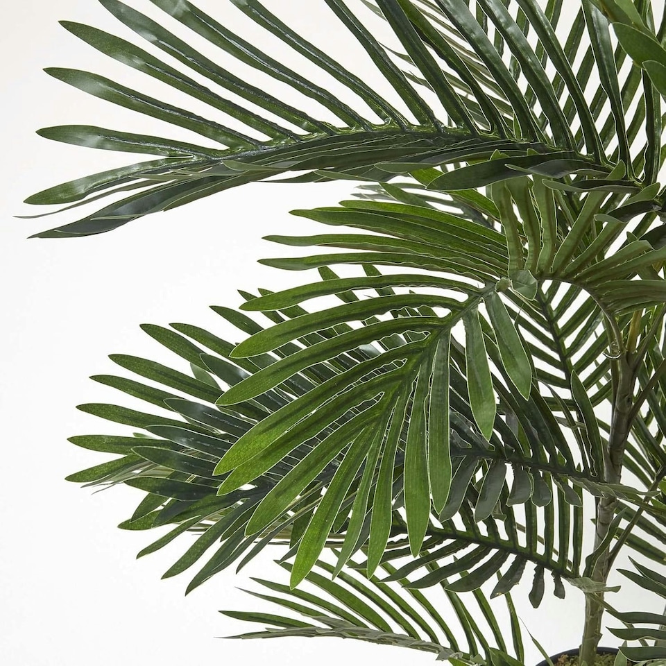 image 1 of Homescapes Areca Palm Tree in Pot, 120 cm Tall