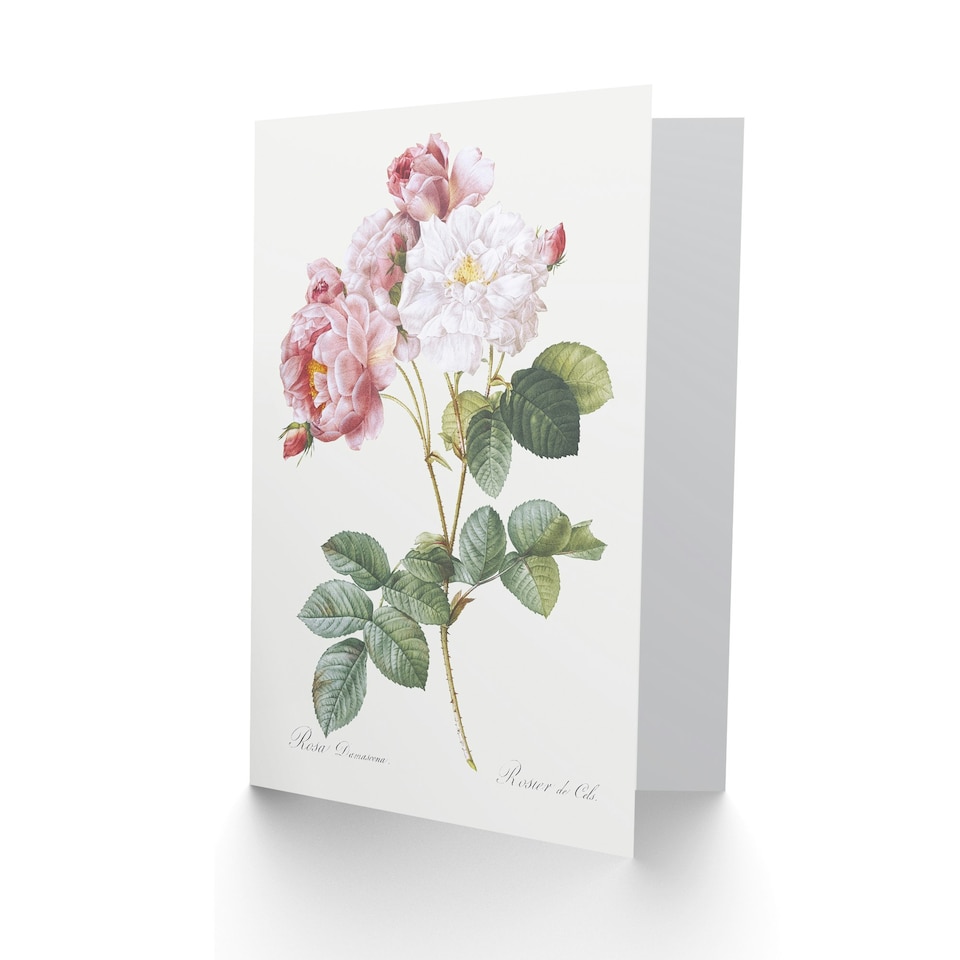 image 1 of Pierre-Joseph Redouté Art Card Vintage Pink Rosebush Flowers