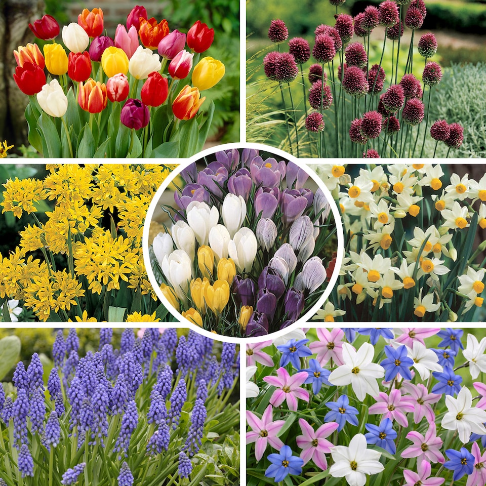 image 1 of YouGarden 300 Spring Flowering Bulb Mixed Pack, 300 Bulbs, 7 Varieties, Bulk Buy Collection, Ready for Autumn Planting