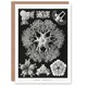 image 1 of Ernst Haeckel Art Card Ophiodea Brittle Stars Illustration