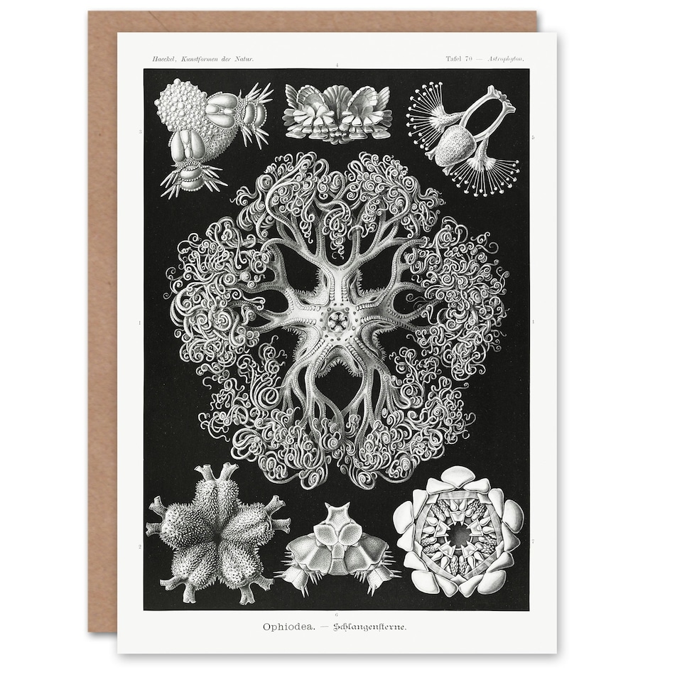 image 1 of Ernst Haeckel Art Card Ophiodea Brittle Stars Illustration