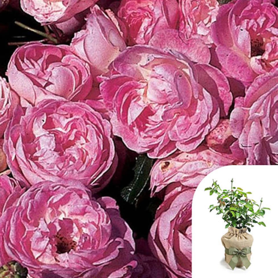 image 1 of Harkness Rose 'Pearl Wedding 30th Anniversary' , Gift Wrapped Established Rose in 4 Litre Pot, Ready to Plant, For Pots, Beds