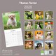 image 2 of Tibetan Terrier 2026 Calendar | Square Wall Calendar | Dog Breed Gift | Plastic Free Packaging | by Avonside Publishing