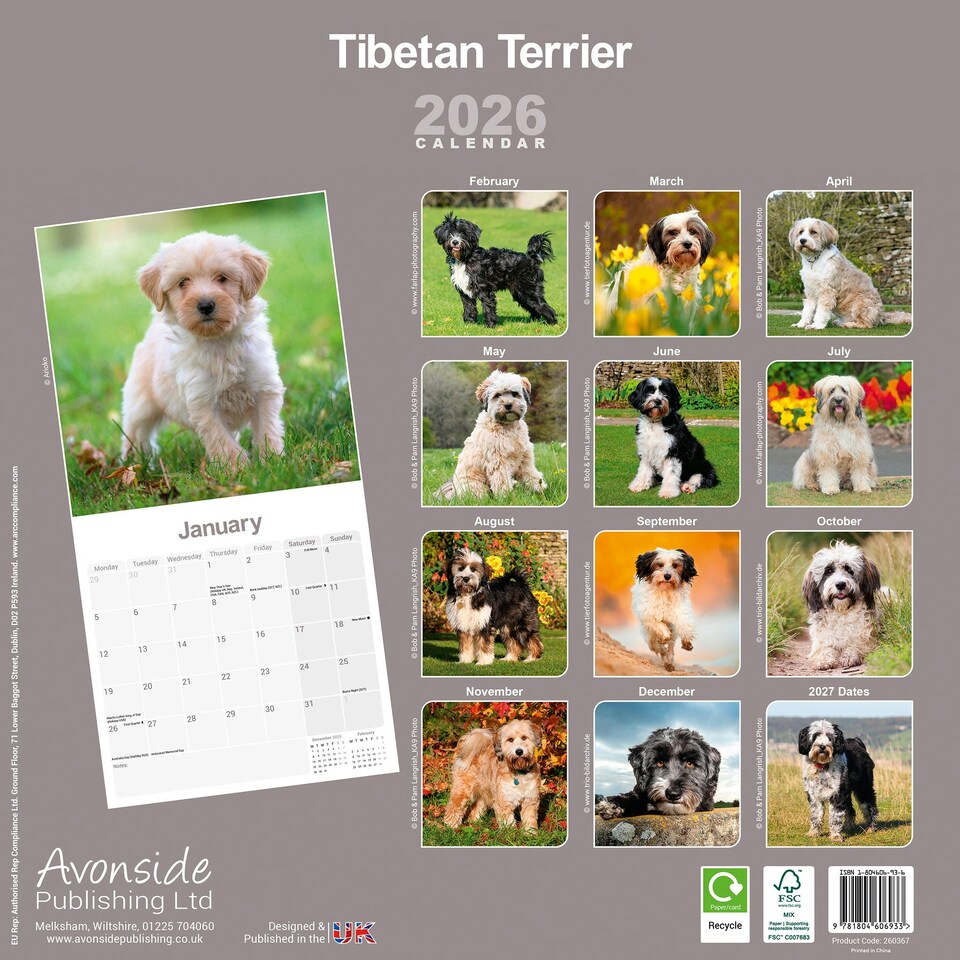 image 1 of Tibetan Terrier 2026 Calendar | Square Wall Calendar | Dog Breed Gift | Plastic Free Packaging | by Avonside Publishing