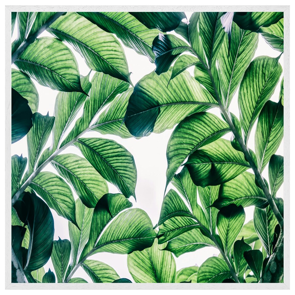 image 1 of Tropical palm (Picutre Frame) White | M