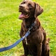 image 2 of Mountain Paws Extra Tough Navy Dog Collar | Blue | Navy | L | 1